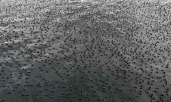 Karabatak kuşları İstanbul Boğazı'nda bir araya geldi