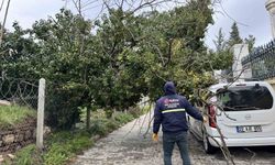 Edirne'de fırtına ağaçları devirdi
