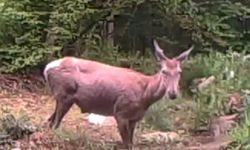 Geyiğin su keyfi fotokapanla görüntülendi