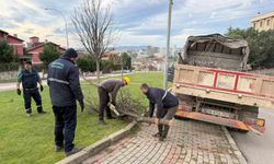 Şiddetli lodosun devirdiği ağaçlara anında müdahale