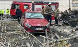 Şişli'de ağaç, park halindeki aracın üzerine devrildi