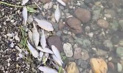 Tekirdağ Malkara'da barajda balık ölümleri tedirgin etti