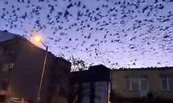 Tekirdağ'da gökyüzünü kaplayan kuşlar görsel şölen oluşturdu