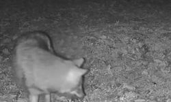 Karavan kampçısının kamerasına kurt yansıdı