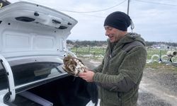 Yaralı şahin koruma altına alındı