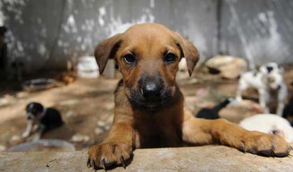 Belediyelere sokak hayvanları hatırlatması