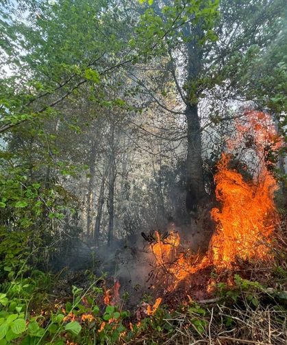 Orman yangını: 5 dönüm alan yandı