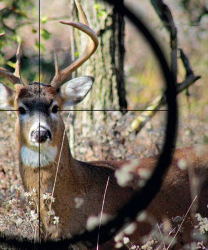 Av ihalesine tepki: Yaban hayatı satılık değil!