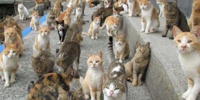 Kediler “istilacı yabancı türler” listesine eklendi