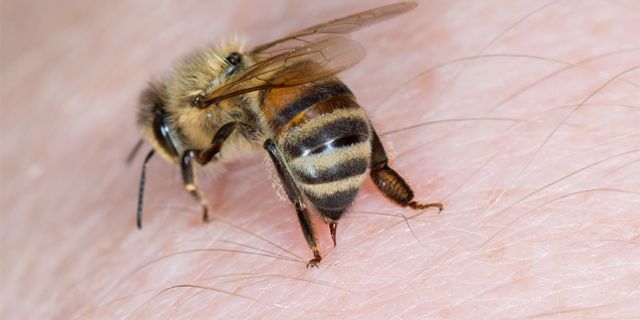 Arı sokmalarında alerji riski erkeklerde daha fazla!