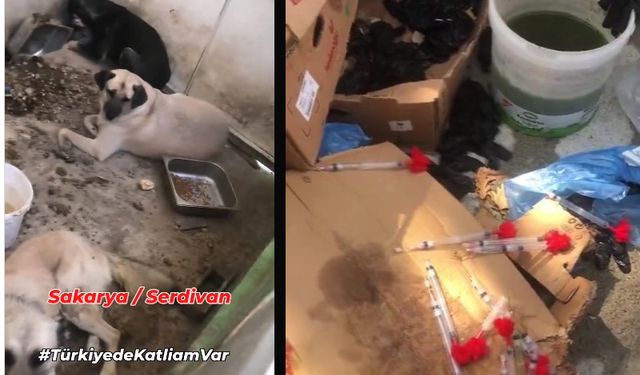 Serdivan'da 'katliam' iddiaları bitmiyor