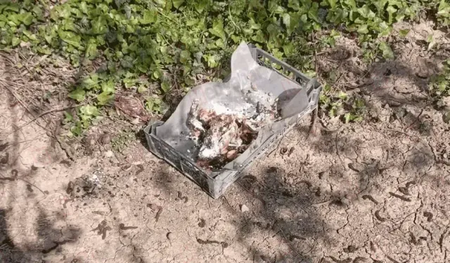 Akyazı'da 8 köpek zehirlendi