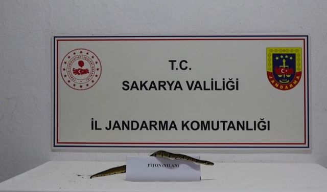 İş yerinde kraliyet pitonu ele geçirildi!