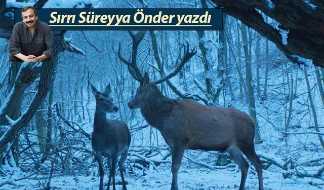 Gezme ceylan bu dağlarda…
