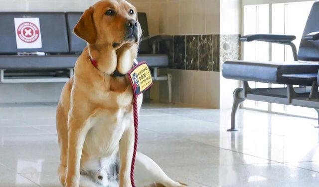 Asistan köpekler: Yardım eden mi, sömürülen mi?