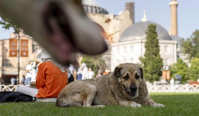 Hayırsızada’dan günümüze 'köpeksizleştirme siyaseti'