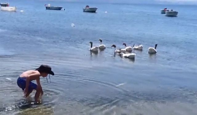 Balıkesir’de denizde yüzdükleri için CİMER’e şikâyet edilen kazlar hapsedildikleri kümeste sıcaktan öldüler
