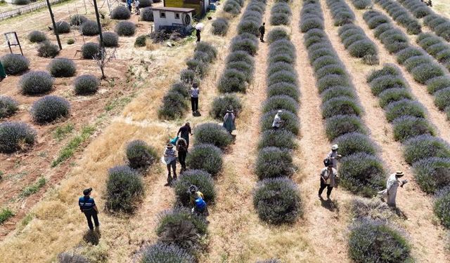 Isparta’nın mor tarlaları turist akınına uğruyor