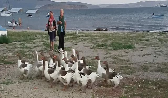 Denize girmekten yargılanan kazlara ‘şartlı tahliye’