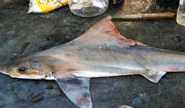 Nesli tükendiği sanılıyordu, 50 yıl sonra görüldü