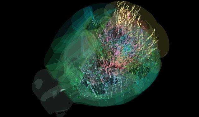 Bilim insanları beyindeki karar verme sürecinin haritasını çıkardı