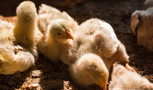 Avrupa’da kuş gribi alarmı: Almanya ve Portekiz’de vakalar tespit edildi