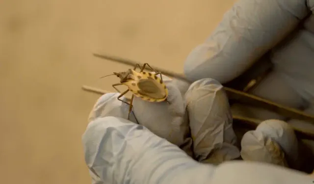 "Öpücük böceği" alarmı: Chagas hastalığı ABD'de yayılıyor
