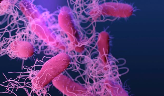 ABD’de salmonella alarmı: En az 16 kişi etkilendi