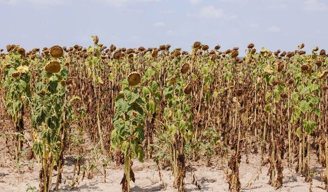 WMO: La Niña’ya rağmen küresel sıcaklıklar düşmeyecek
