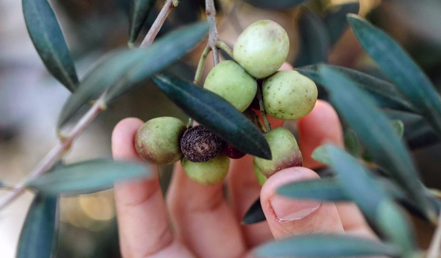 Alanya’da zeytin rekoltesi ‘yok yılı’ ve kuraklık nedeniyle yüzde 40 düştü