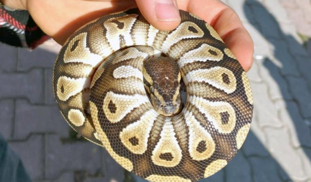 Konya'da polis kontrolünde bir kişinin cebinde yavru piton çıktı