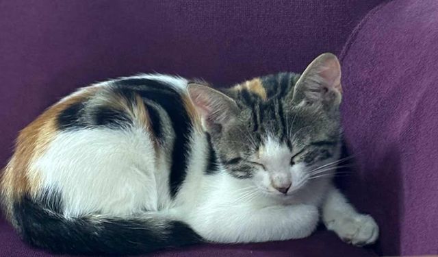 Kediler hakkında yanlış bilinen 4 yaygın efsane