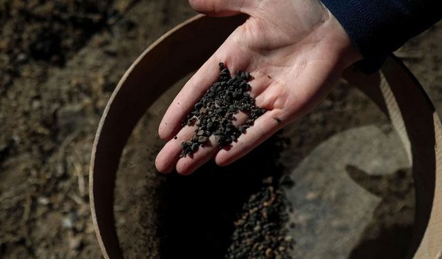 Van’da 5 bin yıllık arpa taneleri bulundu