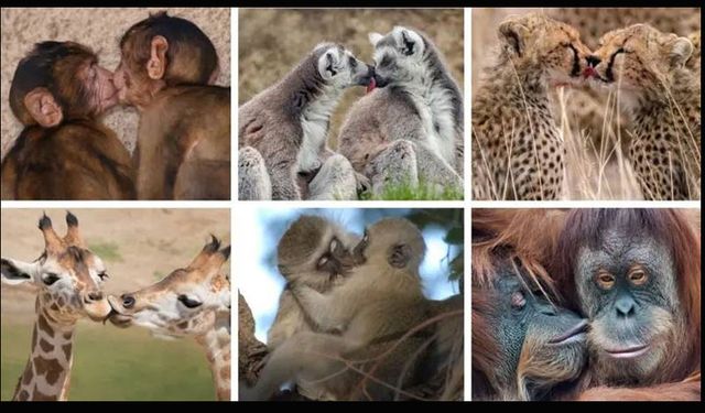 Dudak dudağa öpüşmeye 21 milyon yıl önce başladık