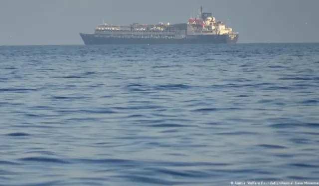 Marmara'da binlerce sığır gemide tutsak