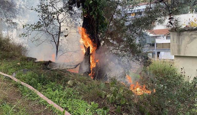 Çamlık alanda çıkan yangın büyümeden söndürüldü