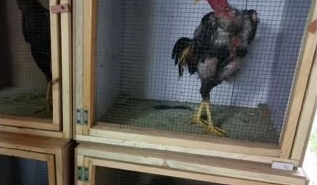 Sakarya'da horoz dövüşü operasyonu