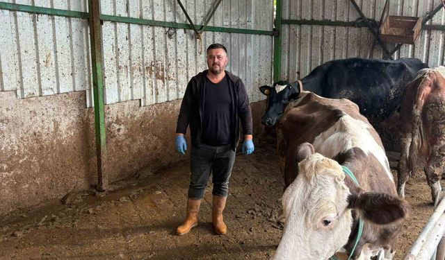 Şap hastalığına bir hayvanını daha verdi
