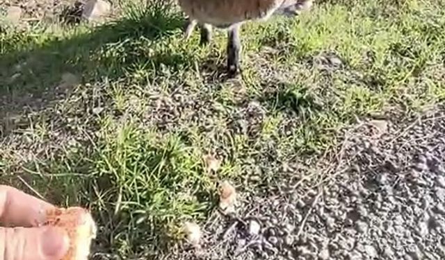 Tarihi Alan'da insanlara alışan tilki bölgenin maskotu oldu