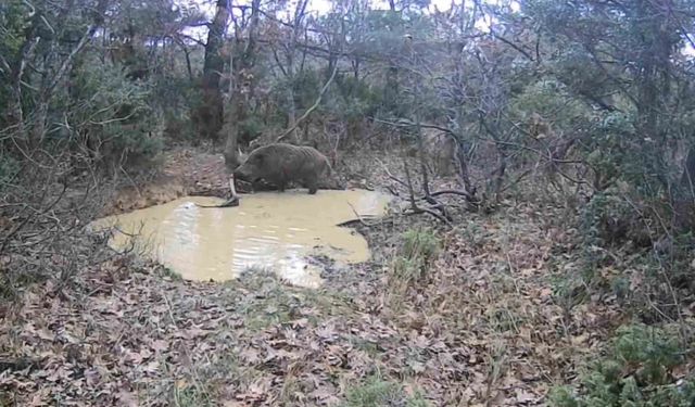 Tekirdağ'da domuz sürüsü görüntülendi