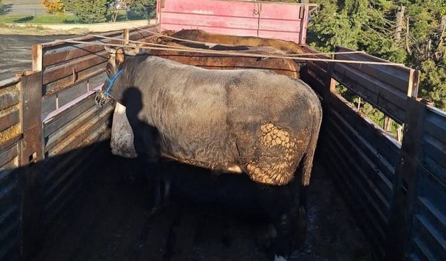 Tekirdağ'da kaçak hayvan sevkiyatına 102 bin lira ceza
