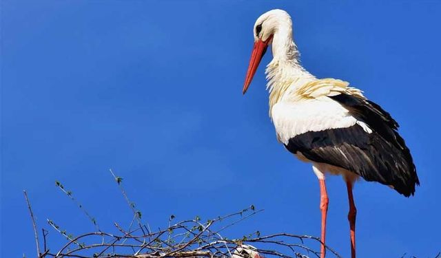 Leyleklerin göç alışkanlığı değişti