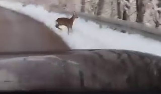 Beyaz örtü üzerinde tatlı karşılaşma: Karaca yola indi