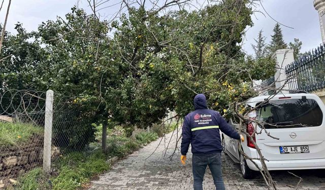 Edirne'de fırtına ağaçları devirdi
