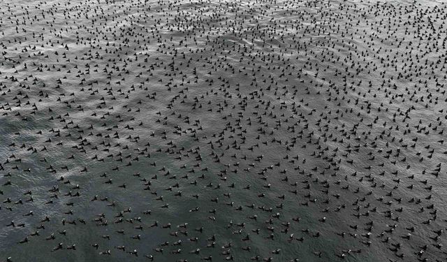 Dondurucu soğuk binlerce kuşu bir araya getirdi
