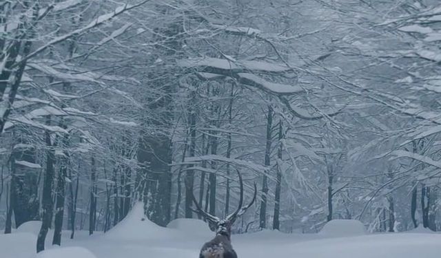 Karla kaplı Kartepe'de kızıl geyik güzelliği