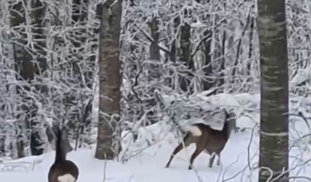 Yaban hayvanları için dağa çıktı, iki geyikle karşılaştı