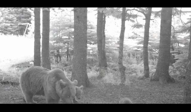 Yavru ayı zıplayarak ailesinin peşinden koştu