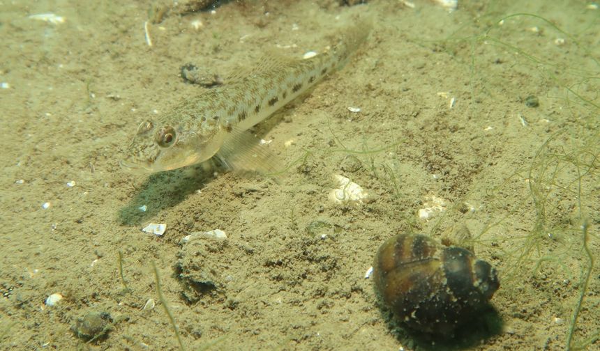 Sapanca Gölü’nün su altı canlıları kayıt altına alınıyor