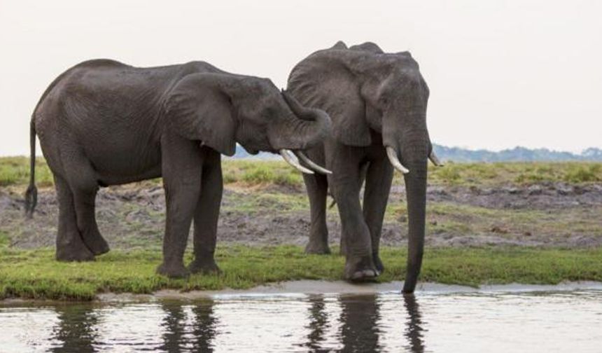 Botsvana, Almanya'yı 20 bin fil göndermekle tehdit etti